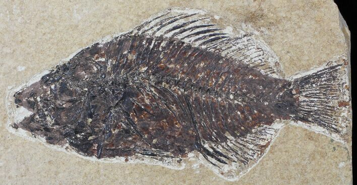 Bargain, Cockerellites (Priscacara) Fossil Fish - Wyoming #50689